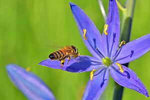 Honey bee on camas 3