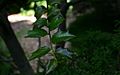 Ilex-pernyi-leaves