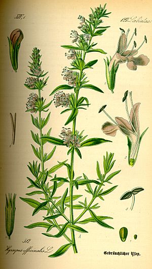 Illustration Hyssopus officinalis0