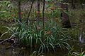 Iris fulva in habitat