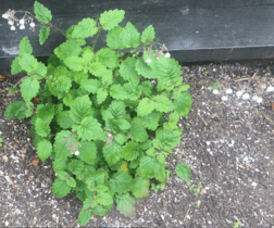 Jovellana sinclairii full plant