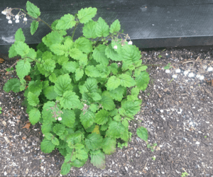 Jovellana sinclairii full plant.png