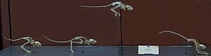 Jumping Jerboa