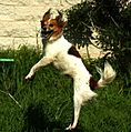 Jumping dog