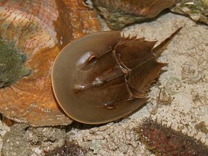 Limulus polyphemus (aq.).jpg