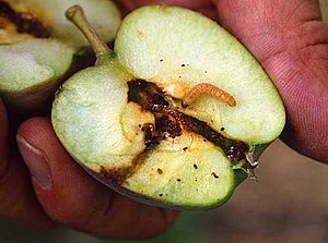 Madige-Apfel-Frucht