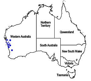 Map.Quoya hemigenioides.jpg