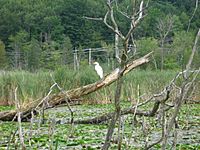 Marais Réal-D.-Carbonneau2