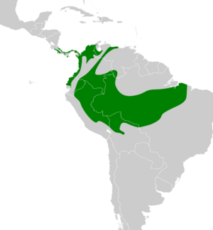 Microcerculus marginatus map.svg