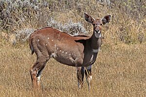 Mountain nyala (Tragelaphus buxtoni) female