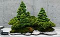 NCArboretum Bonsai-27527-1