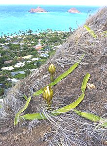 Night Flowering Cereus Lanikai