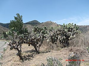 PARAJE PIEDRA ANCHA - panoramio