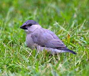 Padda oryzivora -University of Hawaii at Manoa campus, Honolulu, Hawaii, USA -juvenile-8-4c