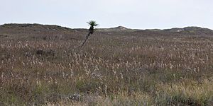 Padre Island National Seashore, Kleberg County, Texas, USA (26 November 2011)