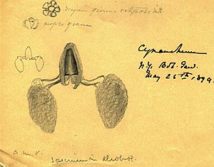 Pen & ink sketch of Cynanchum sp by Anna Murray Vail