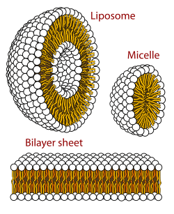 Phospholipids aqueous solution structures