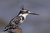 Pied kingfisher (Ceryle rudis rudis) female 2.jpg