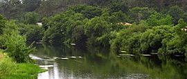 Pontevea. Galicia. Río Ulla.jpg