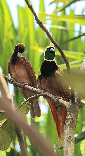 Raggiana bird of paradise