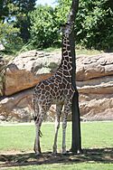 ReticulatedGiraffe1