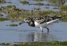 Ruddy Turnstone AMSM5296