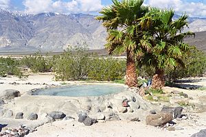 Saline Valley Palm Spring