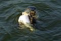 Seal in the Great Ouse