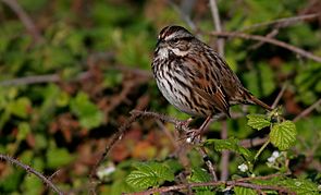 SongSparrow-17DEC2016