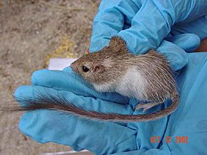 Spiny Pocket Mouse.jpg