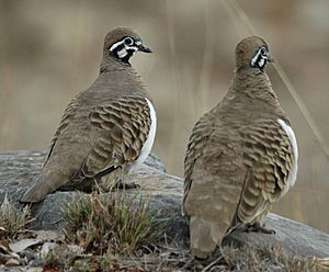 Squatter Pigeons Cement Mills