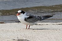 Sterna hirundo -Massachusetts, USA -juvenile-8