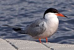 Sterna hirundo in Finland.jpg