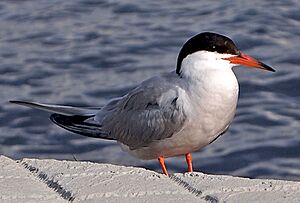 Sterna hirundo in Finland