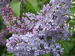 Stockholm-lilac.jpg