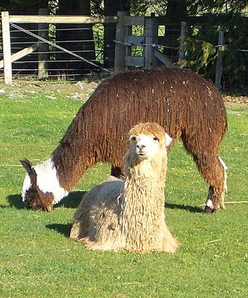 Suri-alpaca