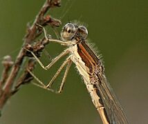 Sympecma fusca male detail