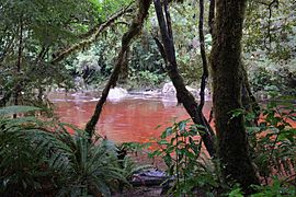 Tannin-colored water of Oparara River