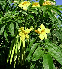 Tecoma stans, flowers+pods