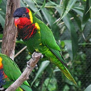 Trichoglossus ornatus -Nashville Zoo-8a-4c.jpg