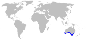 Urolophus paucimaculatus rangemap.png