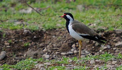 Vanellus indicus