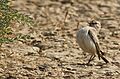 White browed bush chat