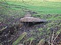 Whitehill Burn - old culvert