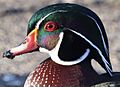 Wood-duck-march-23-2024