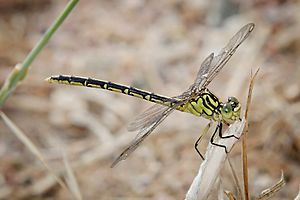 Yellow-striped Hunter