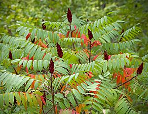 Сумах оленерогий (Сумах пушистый, Уксусное дерево) - Rhus typhina - Staghorn sumac - Влакнест шмак - Essigbaum (23408707041).jpg