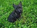 9 week old cairn puppy