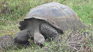 A gigantic galapagos tortuga on the island of santa cruz