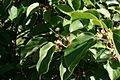 Actinidia-arguta-foliage